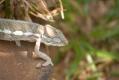 REPTILES- FROGS - INVERTEBRATES- SPIDERS